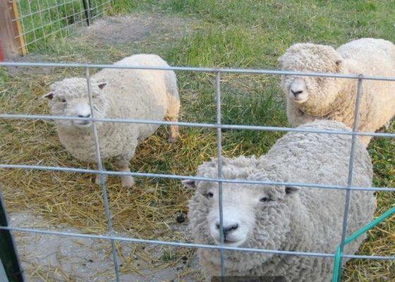 কৃষি ও পশুপালনে গরম ডুবানো গ্যালভানাইজড ওয়েল্ডেড তারের জাল