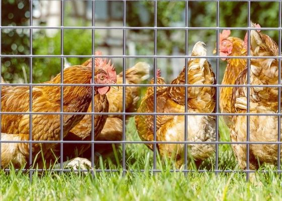 ইলেক্ট্রো গ্যালভানাইজড ওয়েল্ডড ওয়্যার জাল যা 50M রোল দৈর্ঘ্য এবং 0.5 মিটার প্রস্থের জন্য পশু ঘেরের জন্য